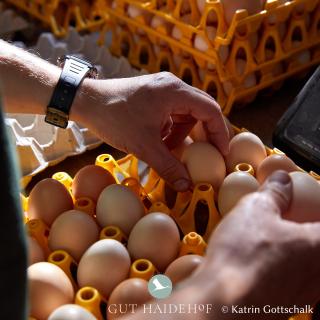 Haidehof Eier-Abo 6er