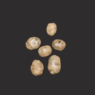 Kartoffeln "blauer St.Galler" vorw. festk.