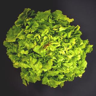 Endiviensalat