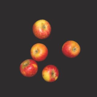 Apfel "Wellant"