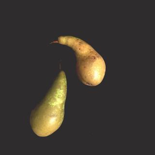 Birne "Bürgermeister"