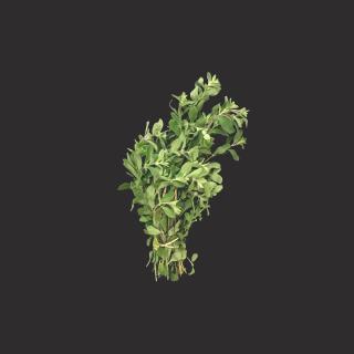 Oregano