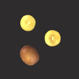 Kiwi gold