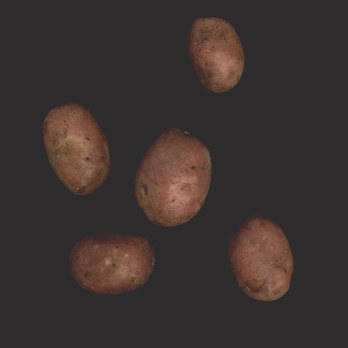 Kartoffeln "Luna Rossa" rotschalig vorw. festk.