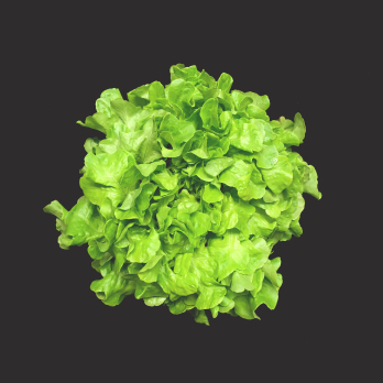 Eichblattsalat grün