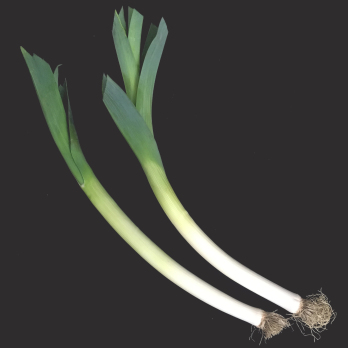 Porree/Lauch
