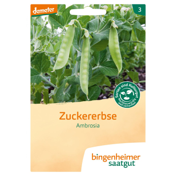 Zuckererbse - Saatgut