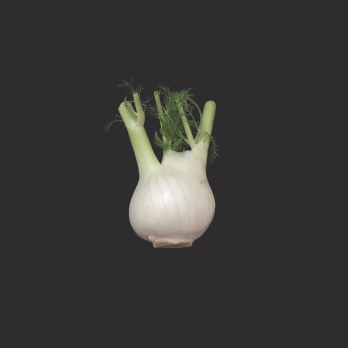 Fenchel