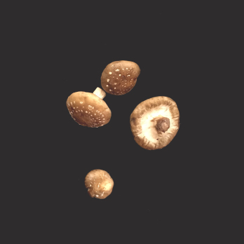 Shiitake