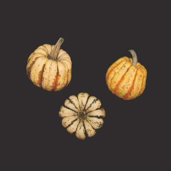 Sweet Dumpling Kürbis