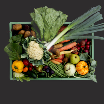 Regio Biokiste extra groß